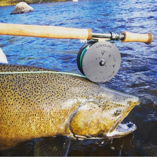 Douglas Argus Rex Fly Reel