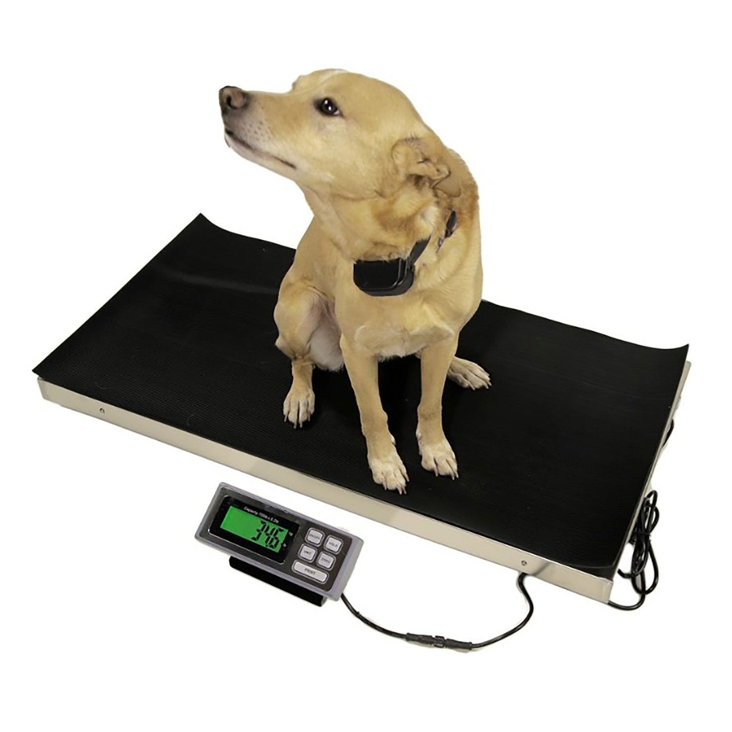 LW Measurements Tree LVS 700 Large Veterinary Scale