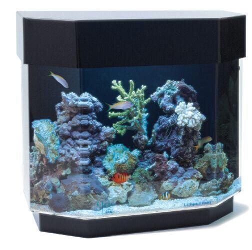 Desktop 12 Gallon UniQuarium - Flat Back Hexagon 3-in-1 Fresh or Saltwater Acrylic Aquarium